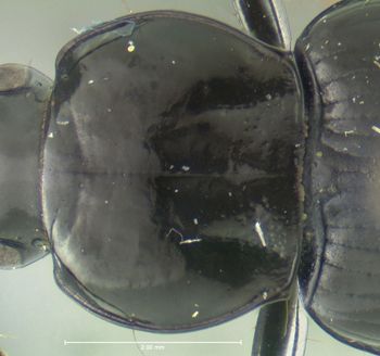 Media type: image;   Entomology 600431 Aspect: pronotum dorsal